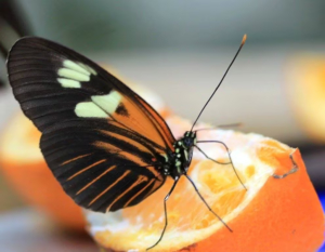 Borboletário Tropical Constância